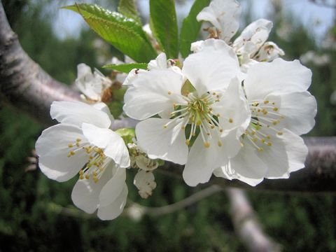 Prunus avium