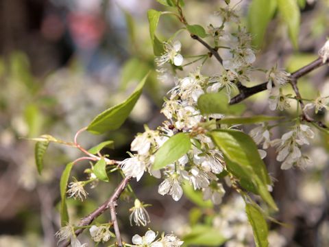 Prunus avium