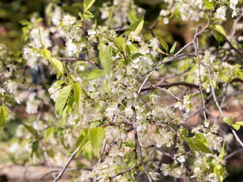 Prunus avium