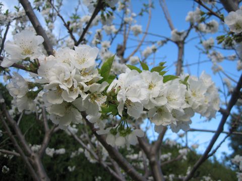 Prunus avium