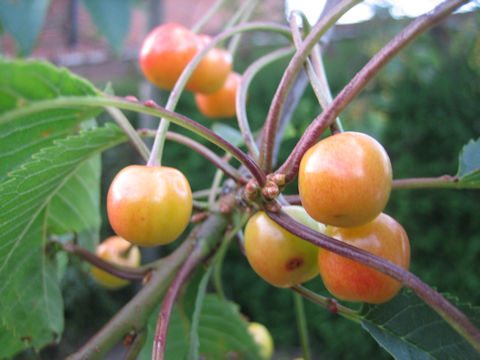 Prunus avium