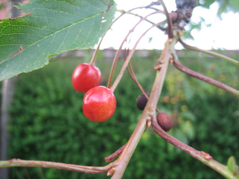 Prunus avium