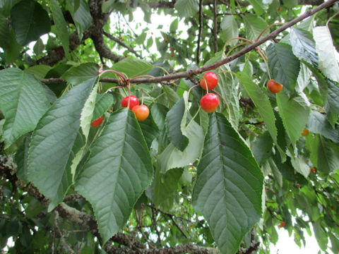 Prunus avium