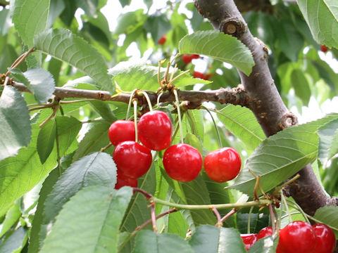 Prunus avium