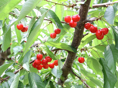 Prunus avium