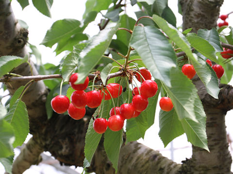 Prunus avium