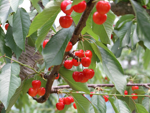 Prunus avium