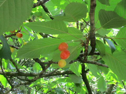 Prunus avium