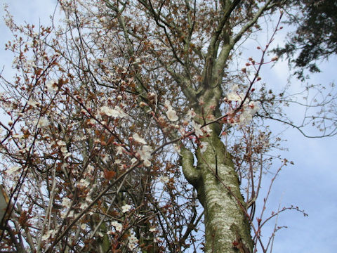 Prunus avium