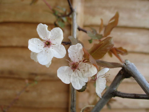 Prunus avium