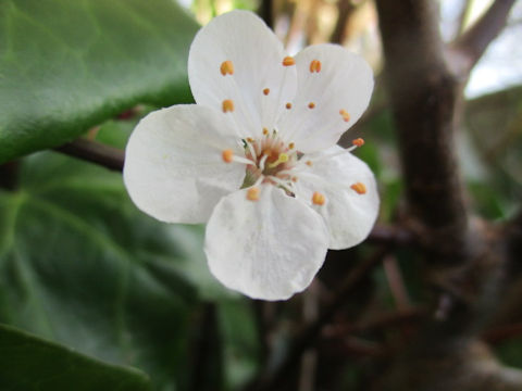 Prunus avium