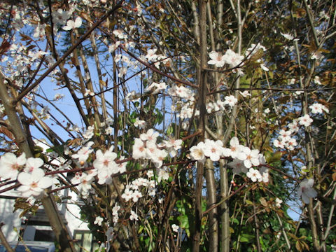 Prunus avium