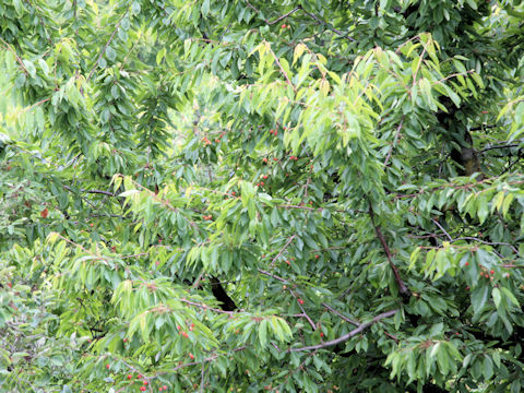 Prunus avium