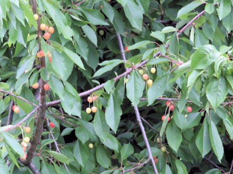 Prunus avium