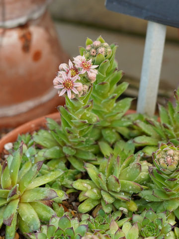 Sempervivum cv. Kelly Jo