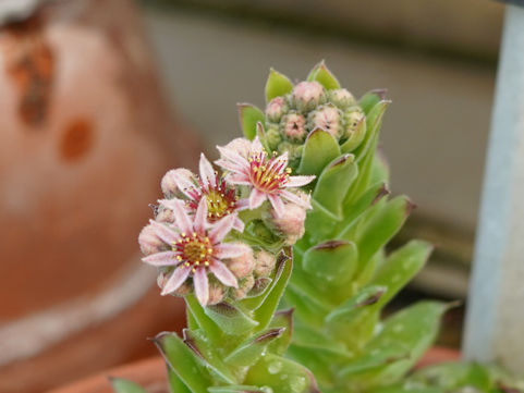 Sempervivum cv. Kelly Jo