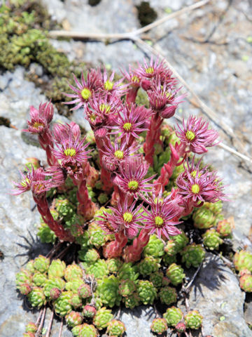 Sempervivum montanum