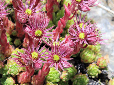 Sempervivum montanum