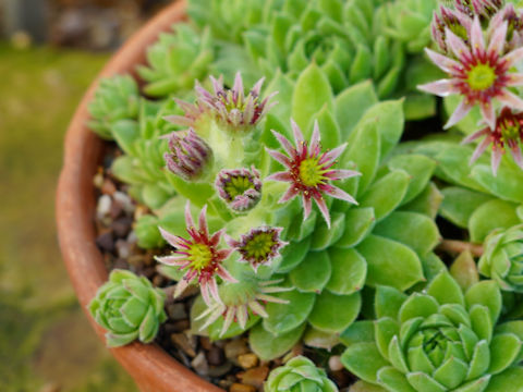 Sempervivum montanum