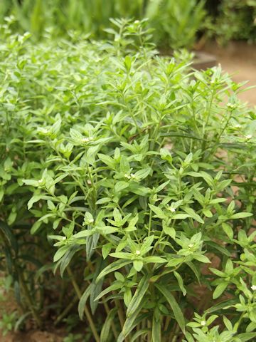 Lithospermum officinale