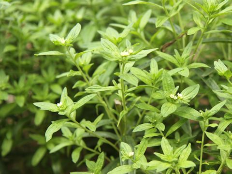 Lithospermum officinale