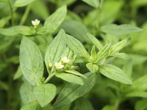 Lithospermum officinale