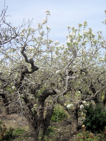 Pyrus communis