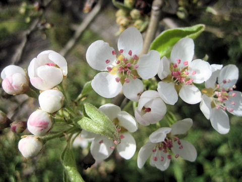 Pyrus communis