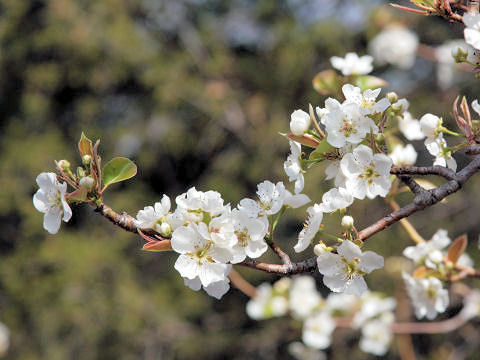 Pyrus communis