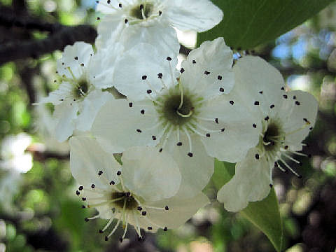 Pyrus communis