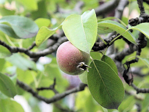 Pyrus communis