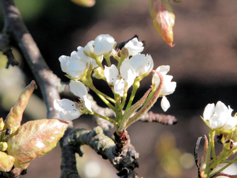 Pyrus communis