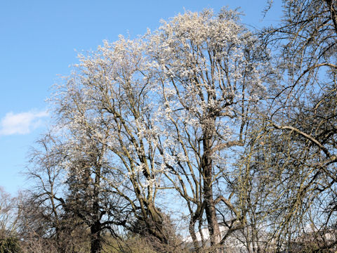 Pyrus communis