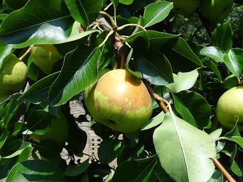 Pyrus communis