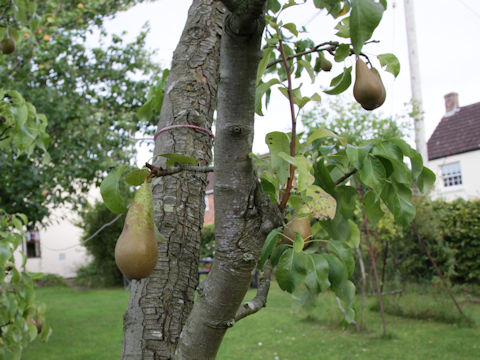 Pyrus communis