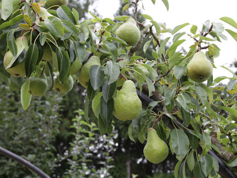 Pyrus communis