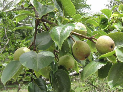 Pyrus communis