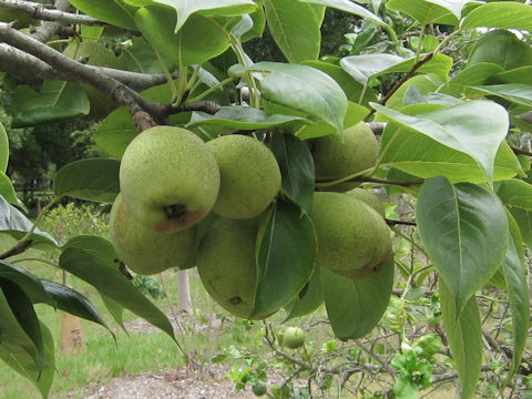 Pyrus communis