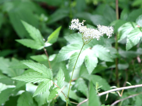 Filipendula ulmaria