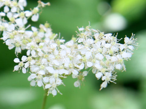 Filipendula ulmaria