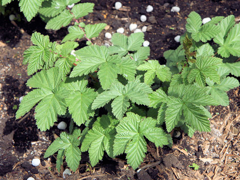 Filipendula ulmaria