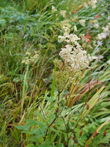 Filipendula ulmaria