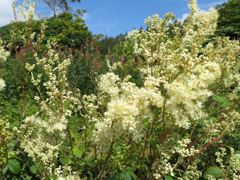 Filipendula ulmaria