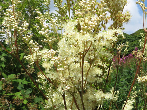 Filipendula ulmaria