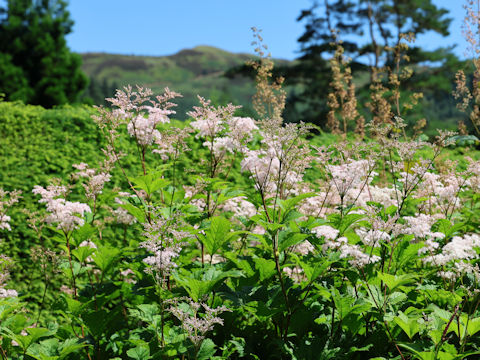 Filipendula ulmaria