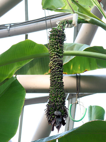 Musa chiliocarpa