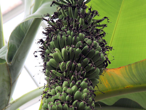 Musa chiliocarpa