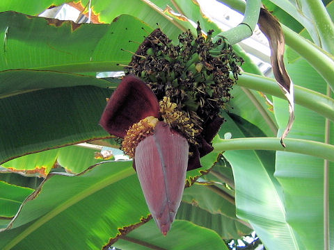 Musa chiliocarpa