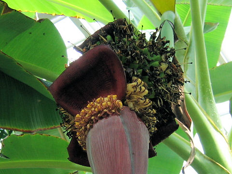 Musa chiliocarpa