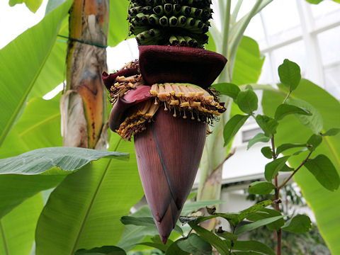 Musa chiliocarpa